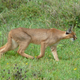 Para comparación un caracal adulto del Parque nacional Serengueti. CC// Wikiwand.